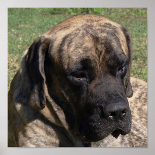 Stor Hund Head Porträtt English Mastiff Poster