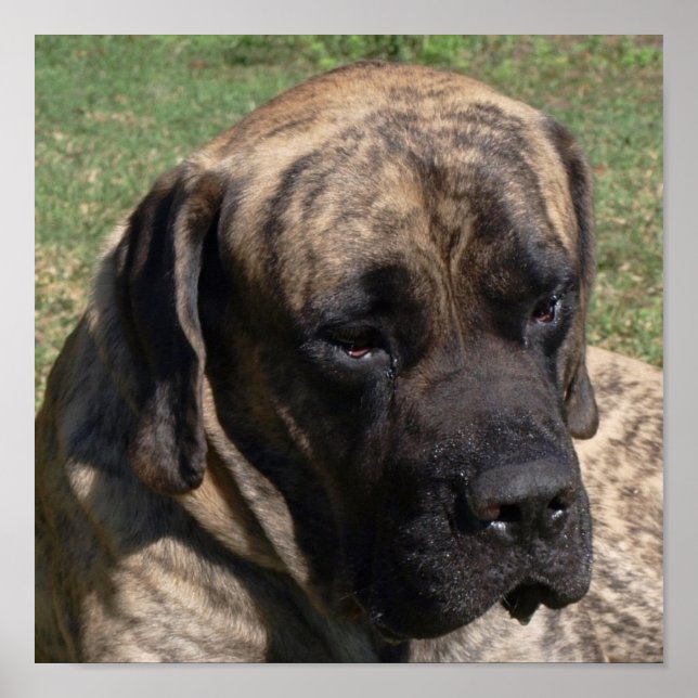 Stor Hund Head Porträtt English Mastiff Poster (Framsidan)