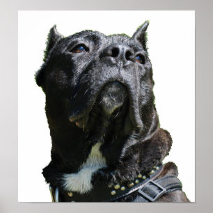 Stor Hund Poster