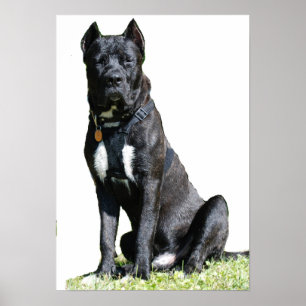 Stor Hund Poster