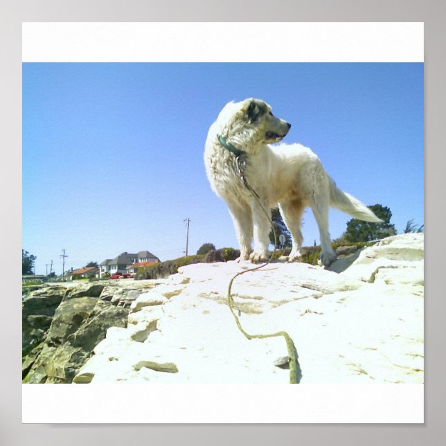 Stor Hund Poster (Framsidan)