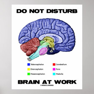 Stör inte hjärnan på arbete (den Anatomical Poster