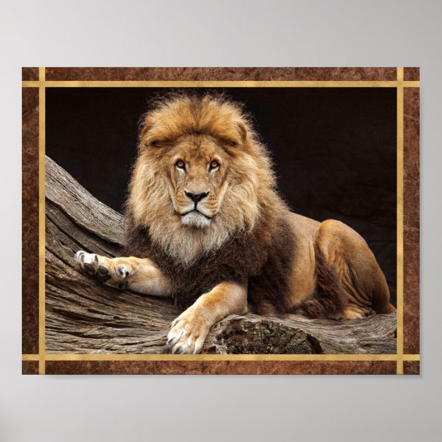 Stor katt lejon Foto Poster (Framsidan)