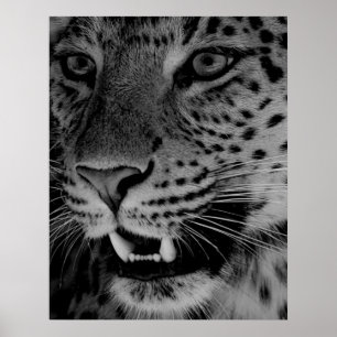 Stor katt poster