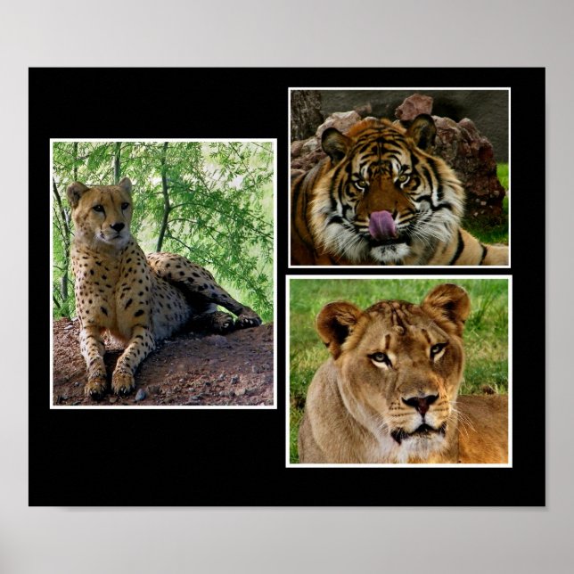 stor katthattutskrift poster (Framsidan)