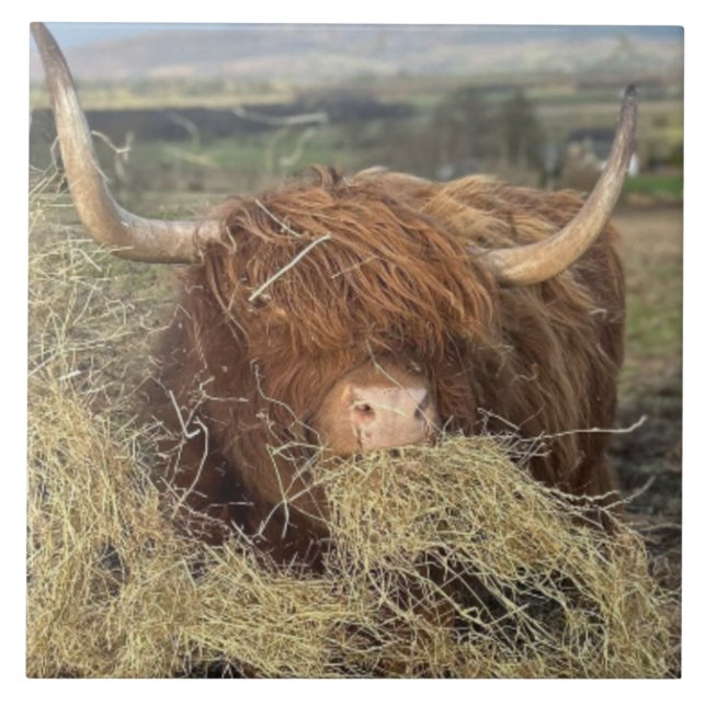 Stor keramik Tile Lusnyj Scottish Highland Cow! Kakelplatta (Framsidan)