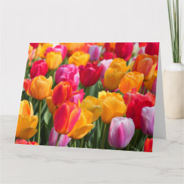 Stor kortvår på den sjunkna Gardens1en 2013 Kort