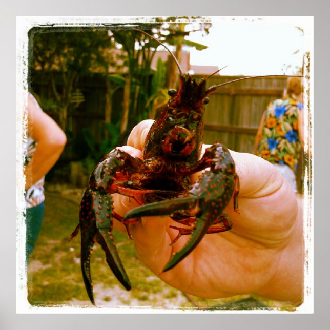 Stor Kräftor Photo Poster (Framsidan)