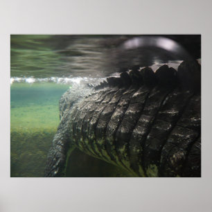 Stor krokodil poster