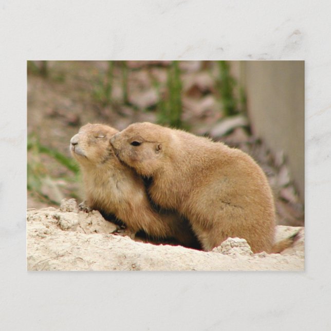 Stor kyss vykort (Framsida)