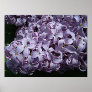 Stor Lilac Blooms Poster