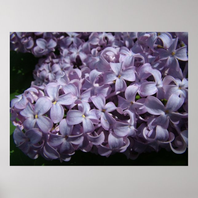 Stor Lilac Blooms Poster (Framsidan)
