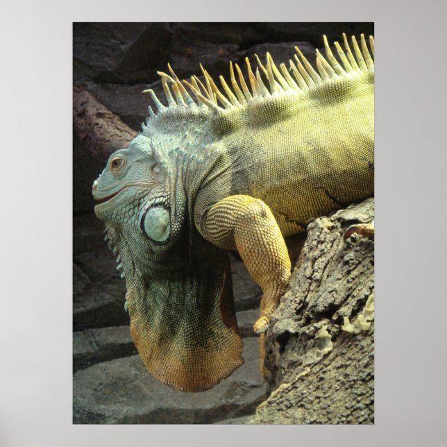 Stor man, Iguana sp. Poster (Framsidan)