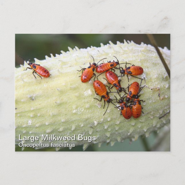 Stor Milkweed Kryp Vykort (Framsida)