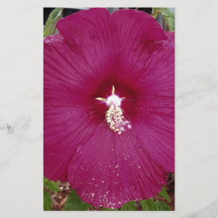 stor mörk röd Hibiscus