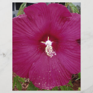 stor mörk röd Hibiscus