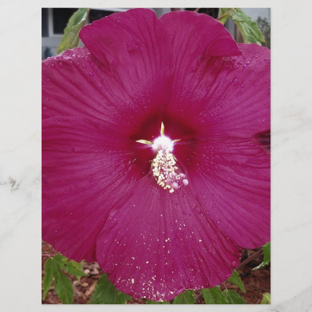 stor mörk röd Hibiscus (Framsida)