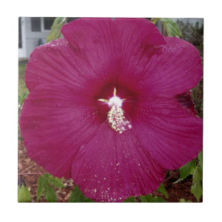 stor mörk röd Hibiscus Kakelplatta