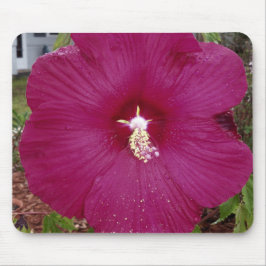 stor mörk röd Hibiscus Musmatta