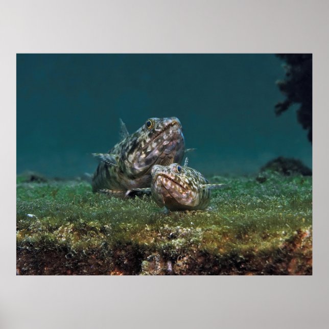 Stor och liten lizardfisk poster (Framsidan)