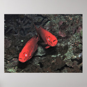 Stor "Ol Pair of Bigeyes" Poster