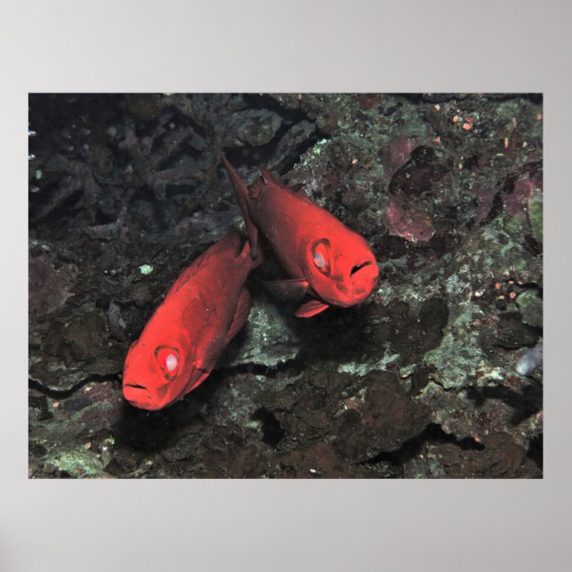 Stor "Ol Pair of Bigeyes" Poster (Framsidan)