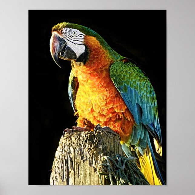 Stor Orange och kalk Parrot på en stump Poster (Framsidan)