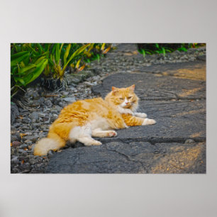 Stor orange och vit katt poster