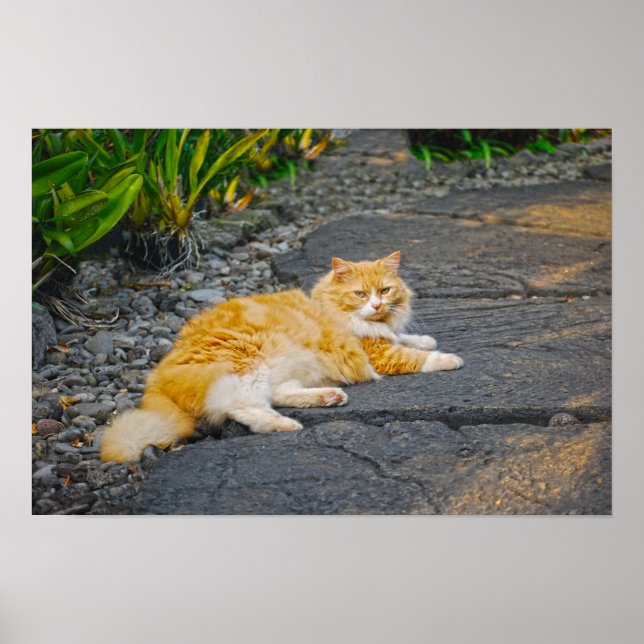 Stor orange och vit katt poster (Framsidan)