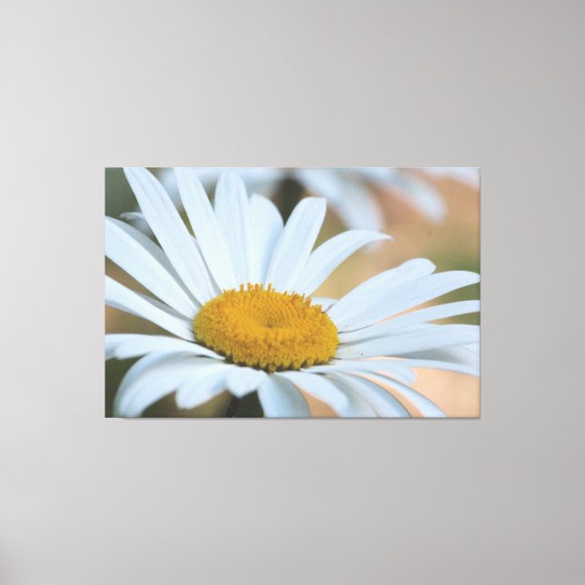 Stor över storlekssorterad Daisy Canvastryck (Framsida)