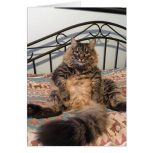 Stor, överförbar, tom kattekort hälsningskort