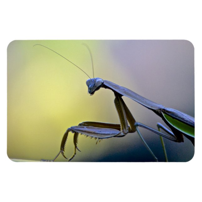 Stor Praying Mantis Magnet (Horisontell)