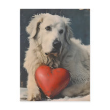 Stor Pyrenéer Alla hjärtans dag Vintage