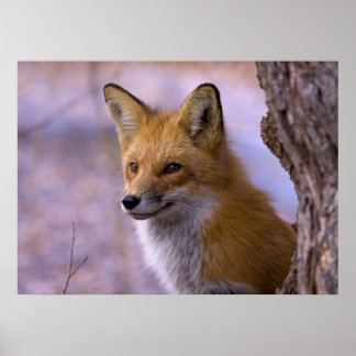 Stor räv Poster