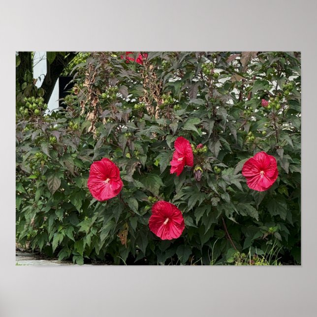 Stor röd blomma Bush Poster (Framsidan)