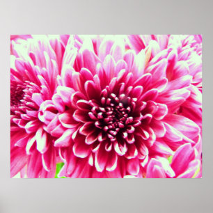 stor rosa av krrysanthemum poster