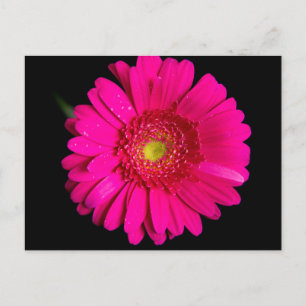 Stor Rosa Gerber Daisy Vykort
