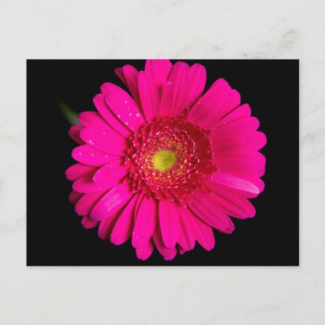 Stor Rosa Gerber Daisy Vykort (Framsida)