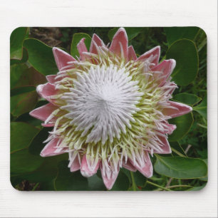 Stor rosa och vit blomma Naturfoto Musmatta