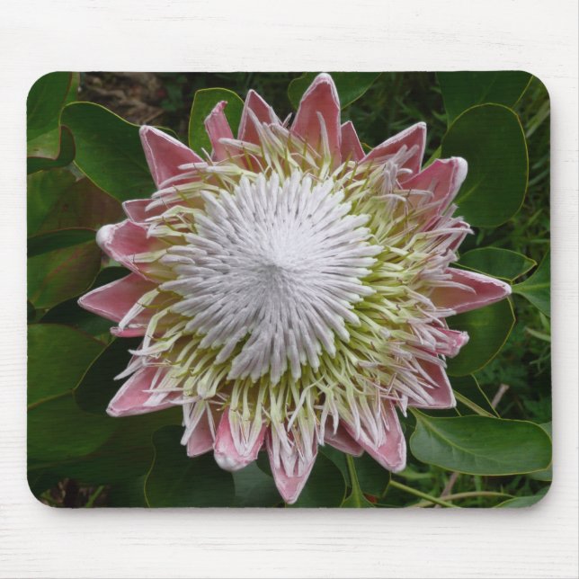 Stor rosa och vit blomma Naturfoto Musmatta (Framsidan)