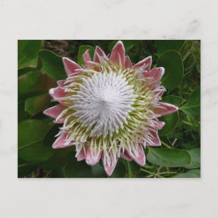 Stor rosa och vit blomstermotiv foto vykort