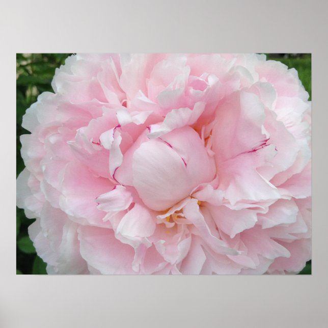 Stor Rosa Peony Flower Poster (Framsidan)