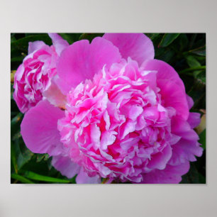 Stor rosa pionaffisch poster