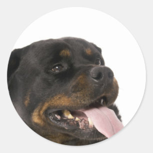 stor rottweiler runt klistermärke