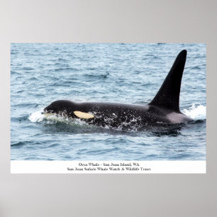 Stor San Juan för Orcaspäckhuggareaffisch ö Poster