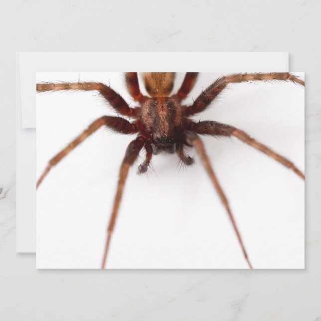 Stor Scary Spider Inbjudningar (Framsida)