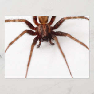 Stor Scary Spider Inbjudningar