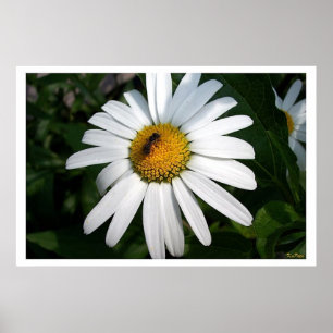 Stor Shasta Daisy Fullt vänd mot Poster