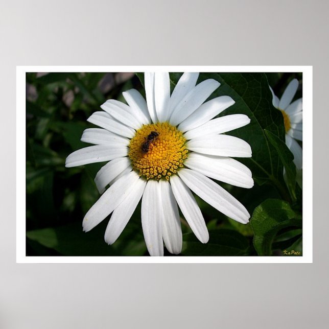 Stor Shasta Daisy Fullt vänd mot Poster (Framsidan)