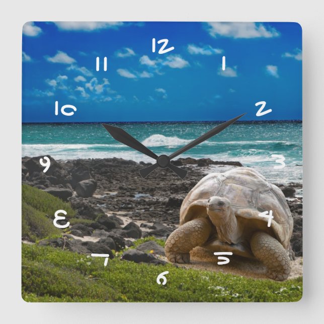 Stor sköldpadda vid havet kant fyrkantig klocka (Framsida)